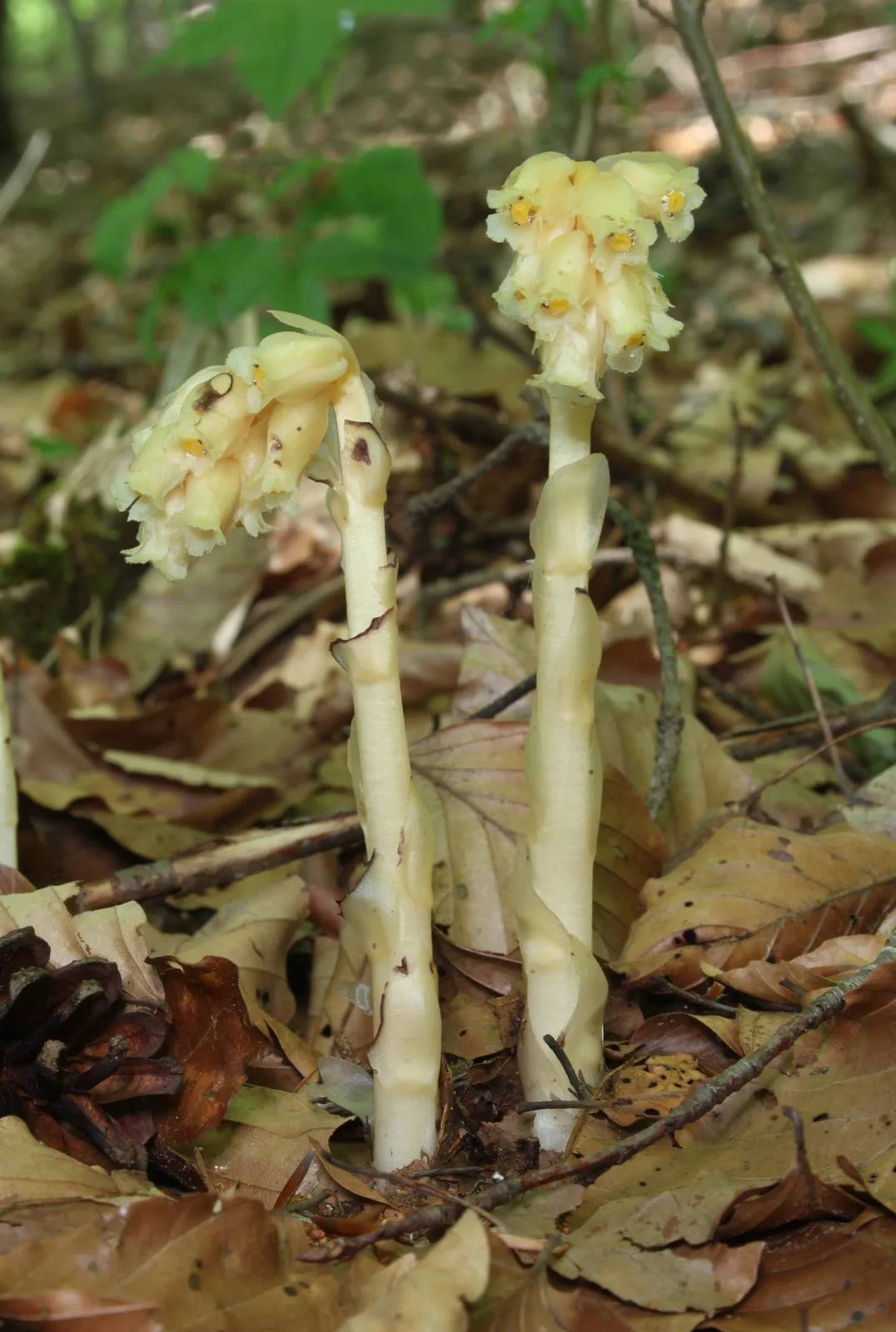 Pinesap (Monotropa hypopitys)