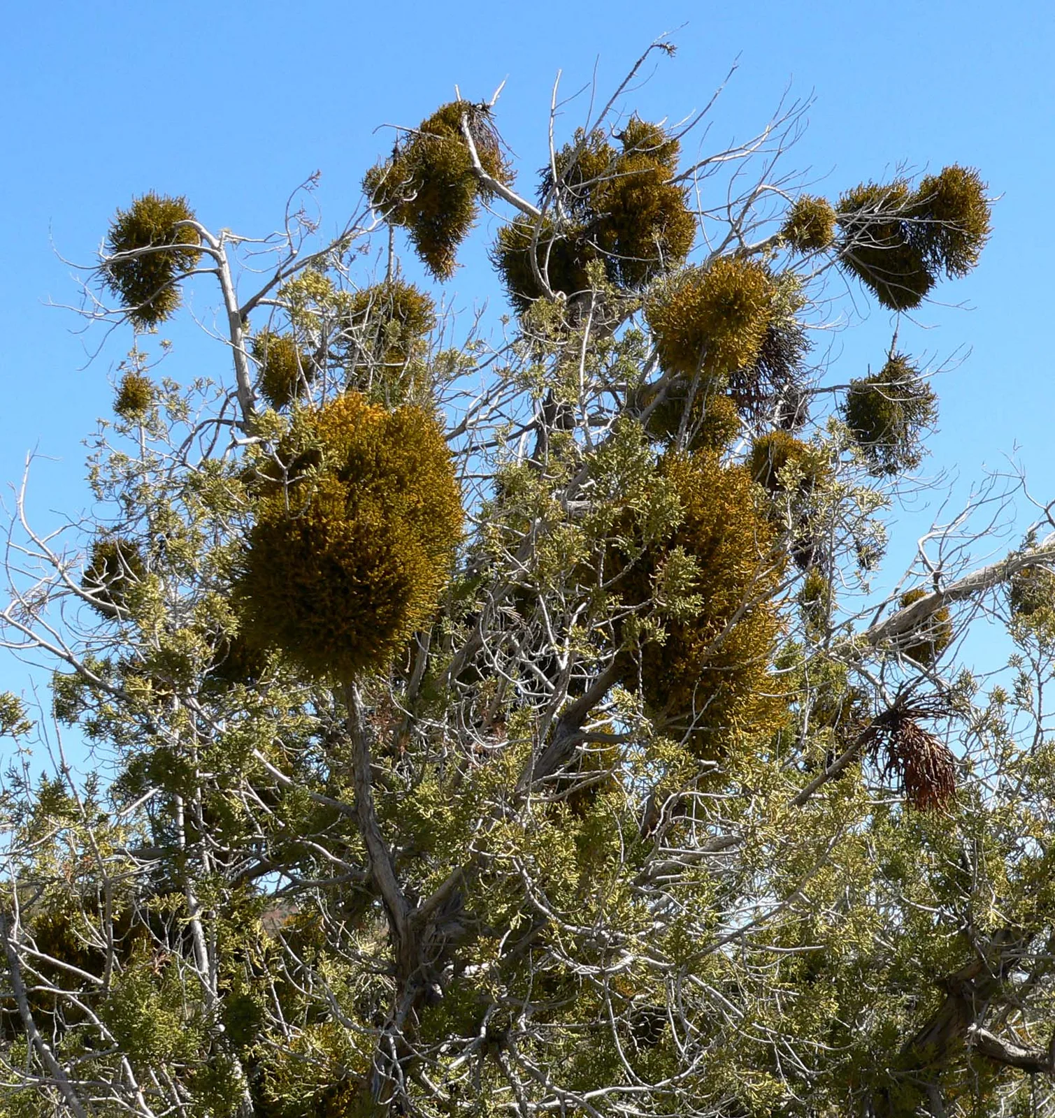 Juniper Mistletoe (Phoradendron juniperinum)