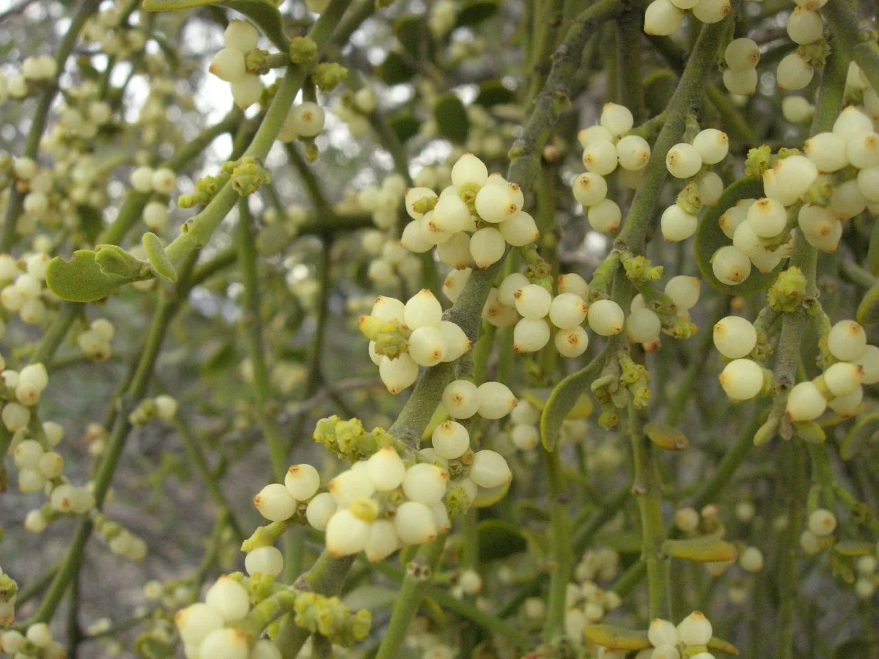 Oak Mistletoe (Phoradendron leucarpum)