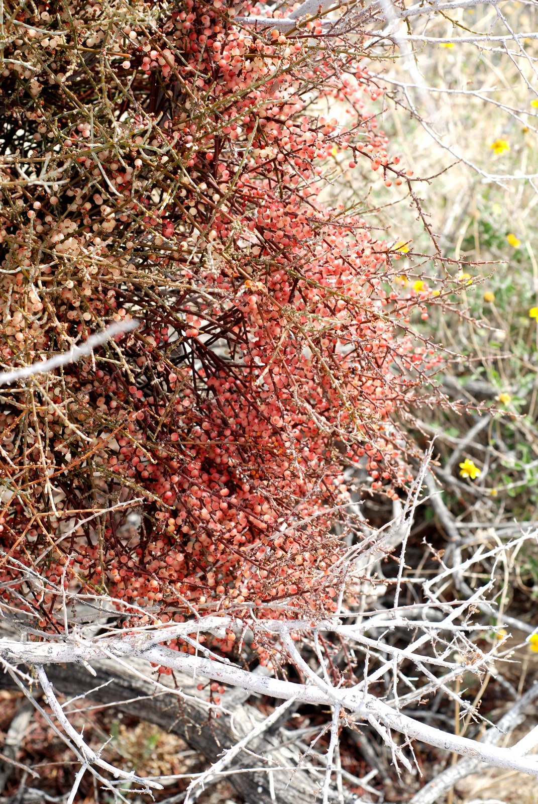 Desert Mistletoe (Phoradendron californicum)
