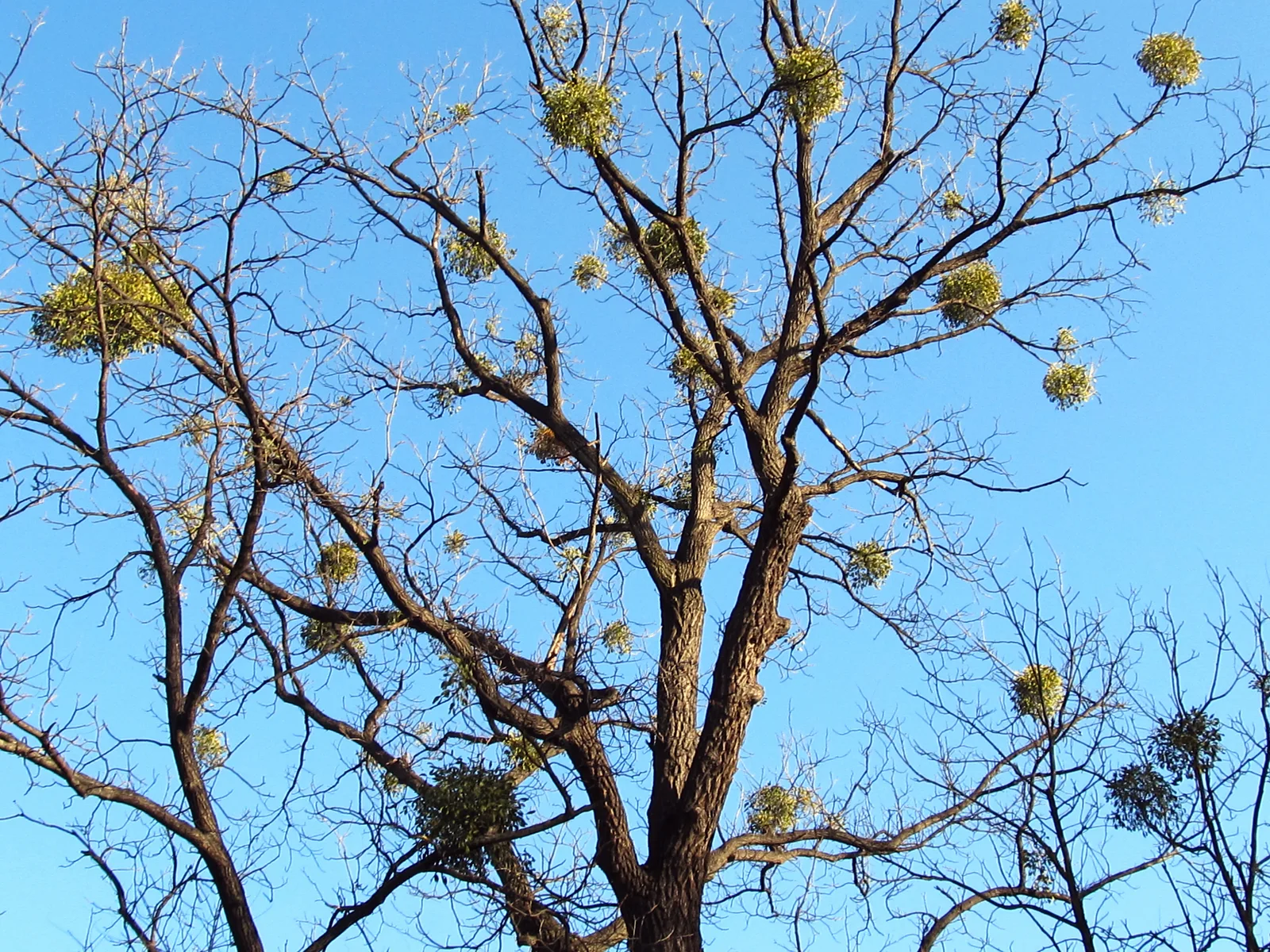 European Mistletoe