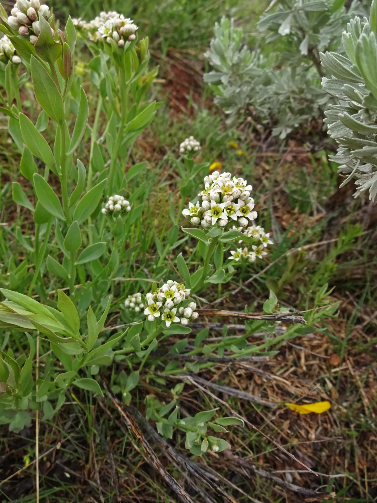 Bastard Toadflax