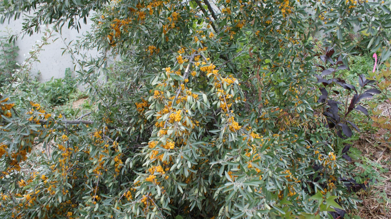 Buffaloberry (Shepherdia argentea)
