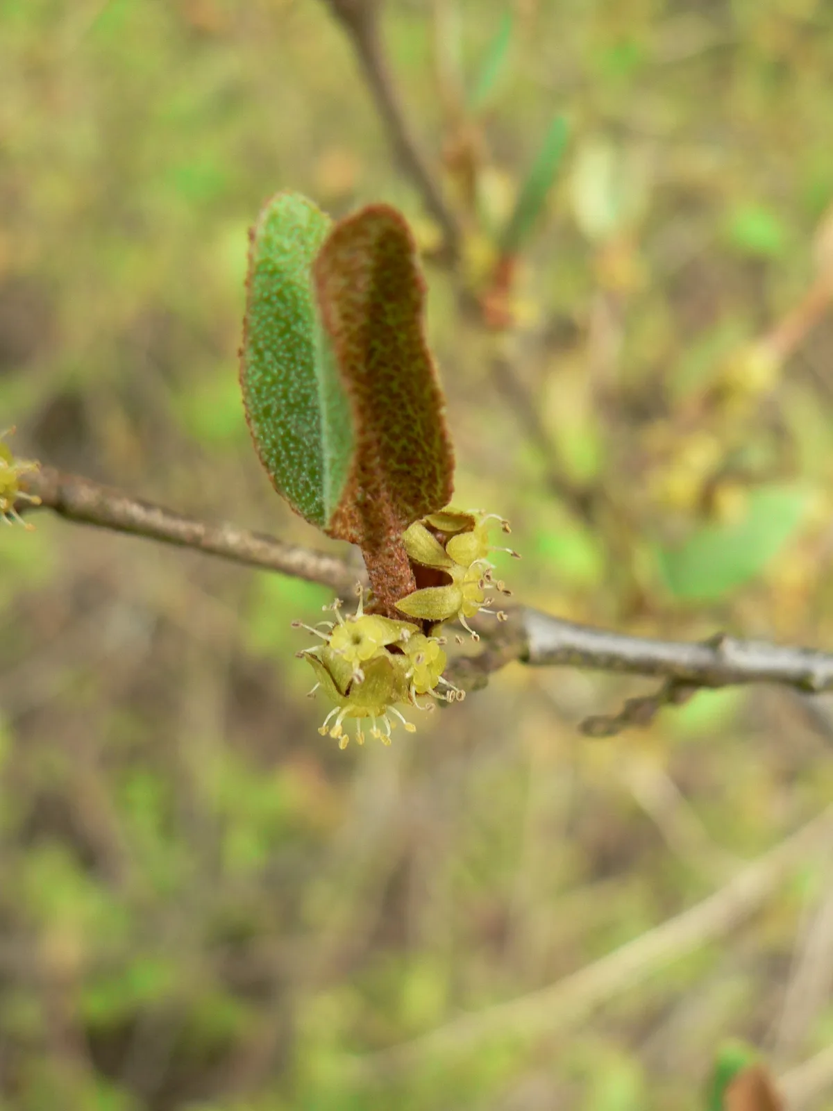 Russet Buffaloberry (Shepherdia canadensis)