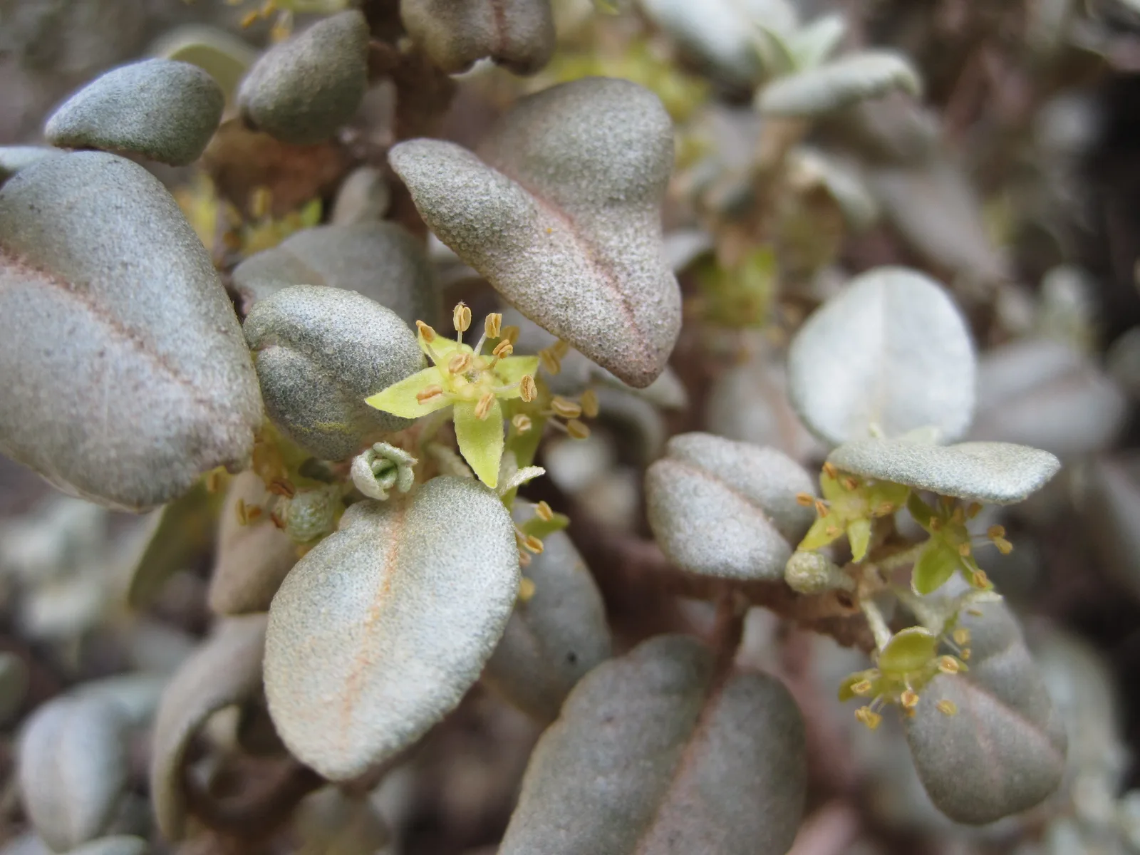 Roundleaf Buffaloberry (Shepherdia rotundifolia)