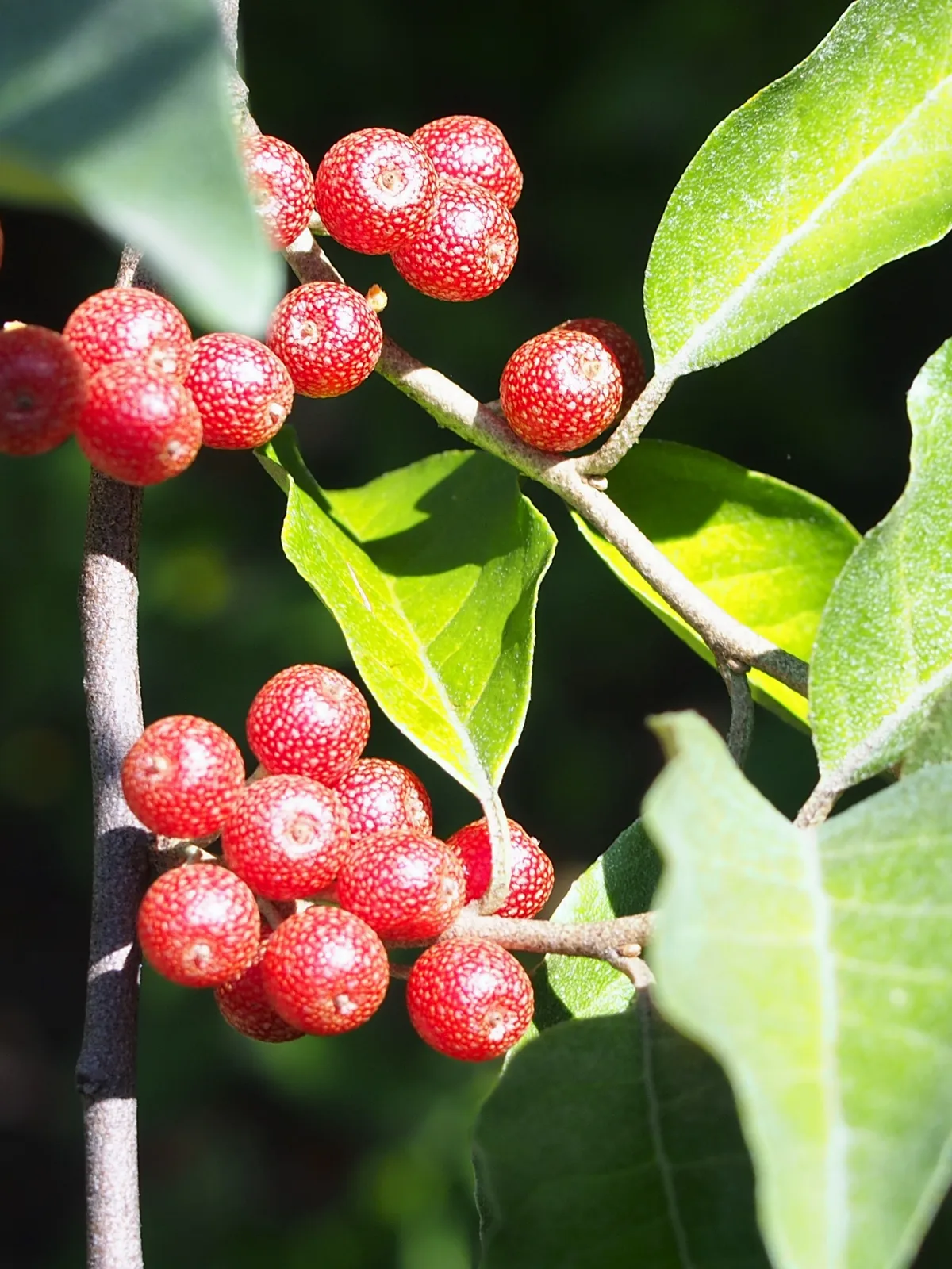 Autumn Olive