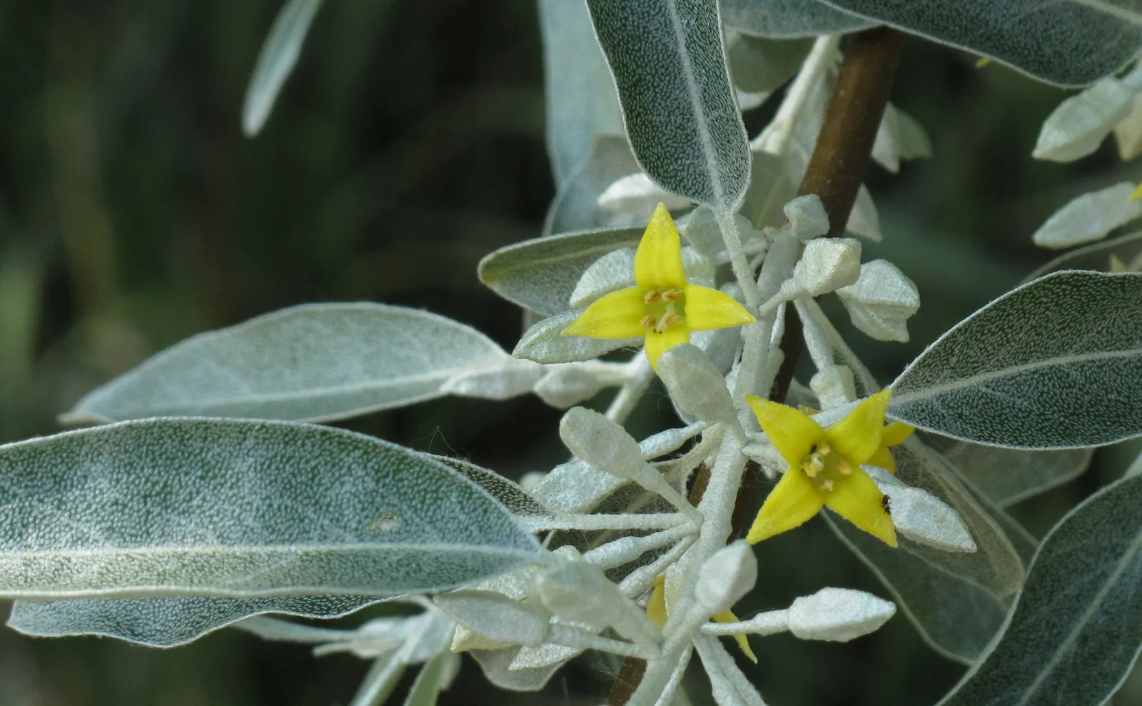 Russian Olive
