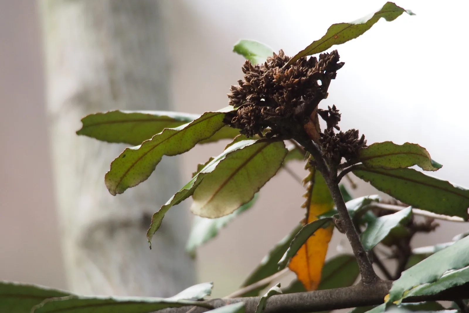Thorny Olive