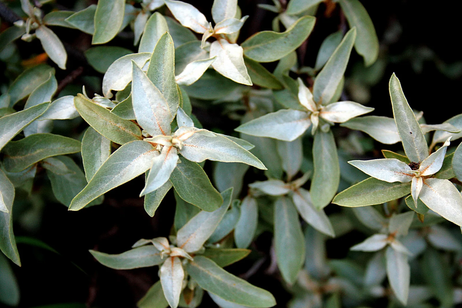 Silverberry