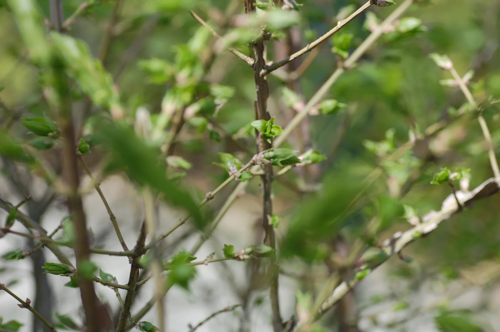 Burning Bush (Euonymus alatus)