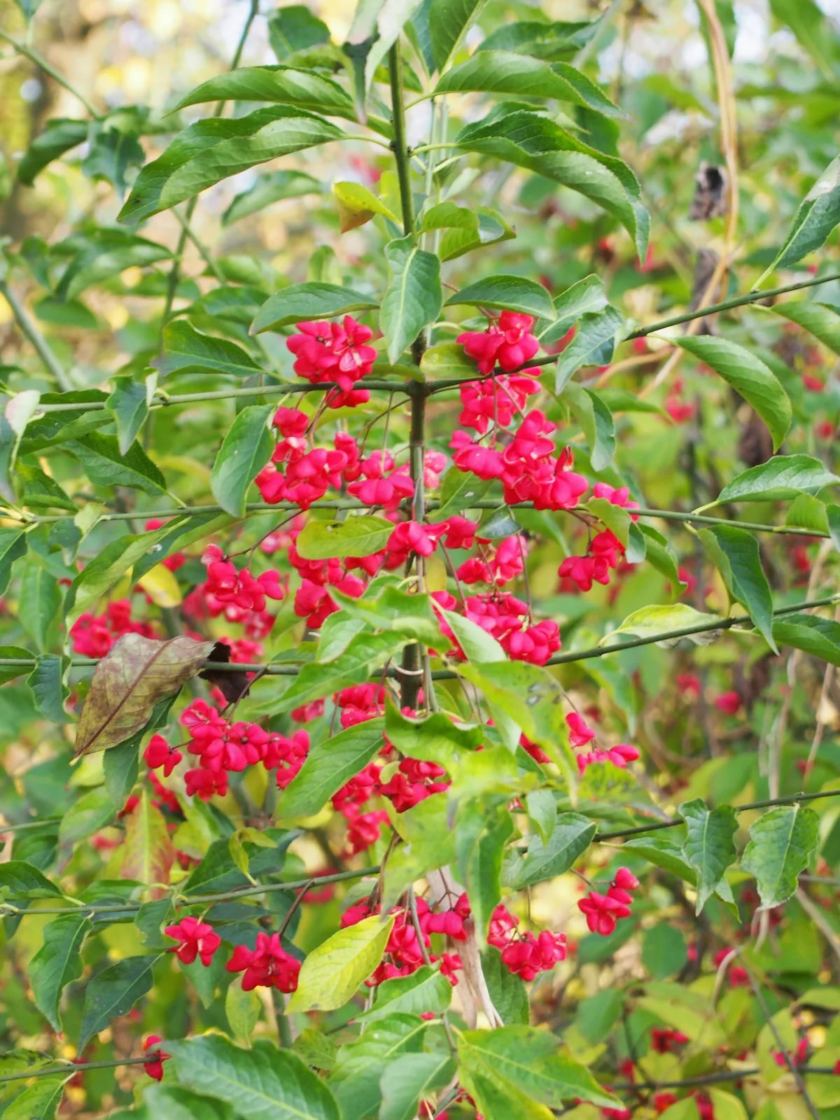 European Spindle (Euonymus europaeus)