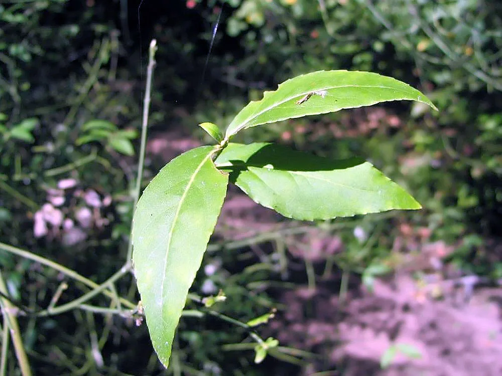 American Strawberry Bush (Euonymus americanus)