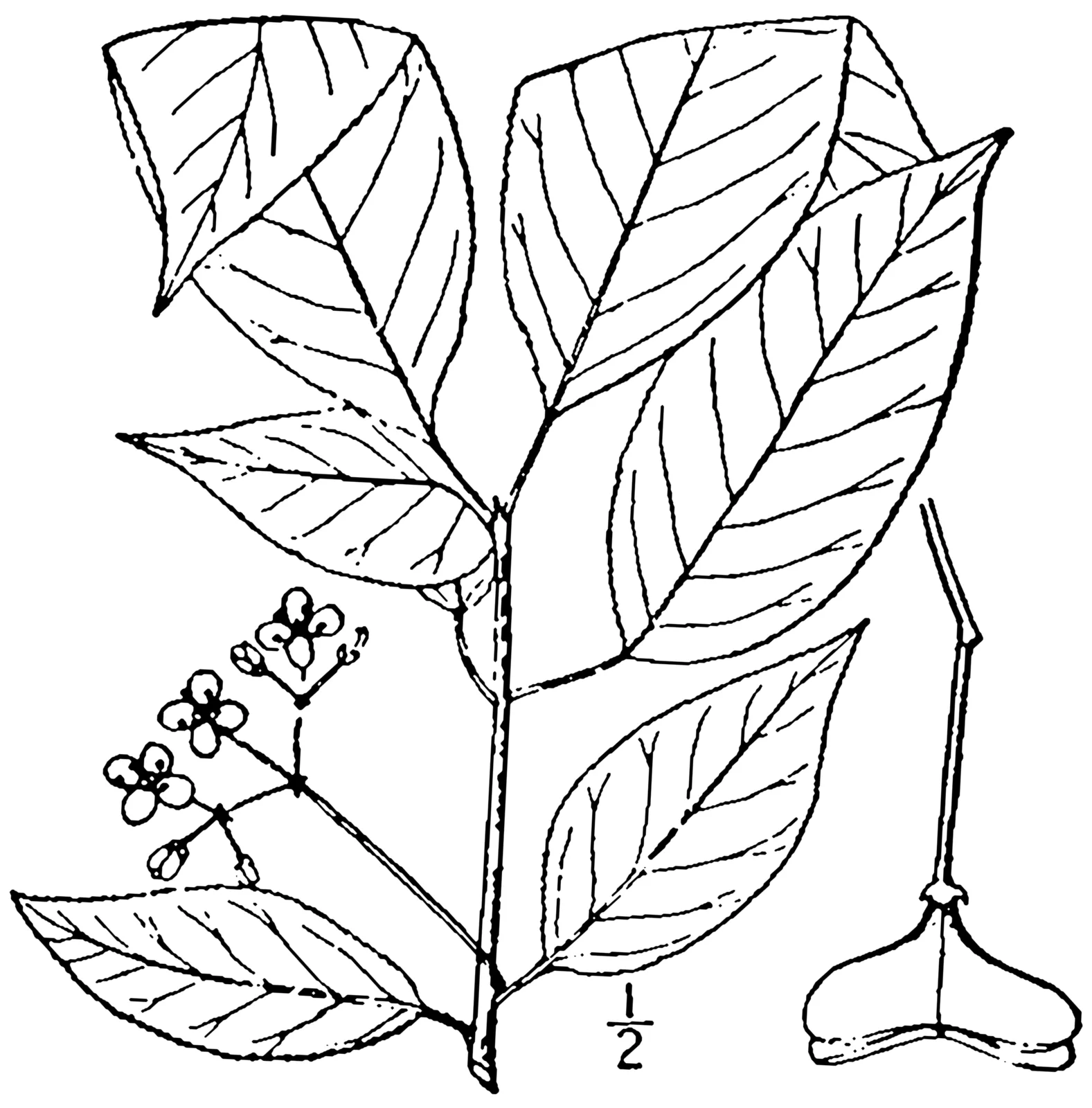 Eastern Wahoo (Euonymus atropurpureus)