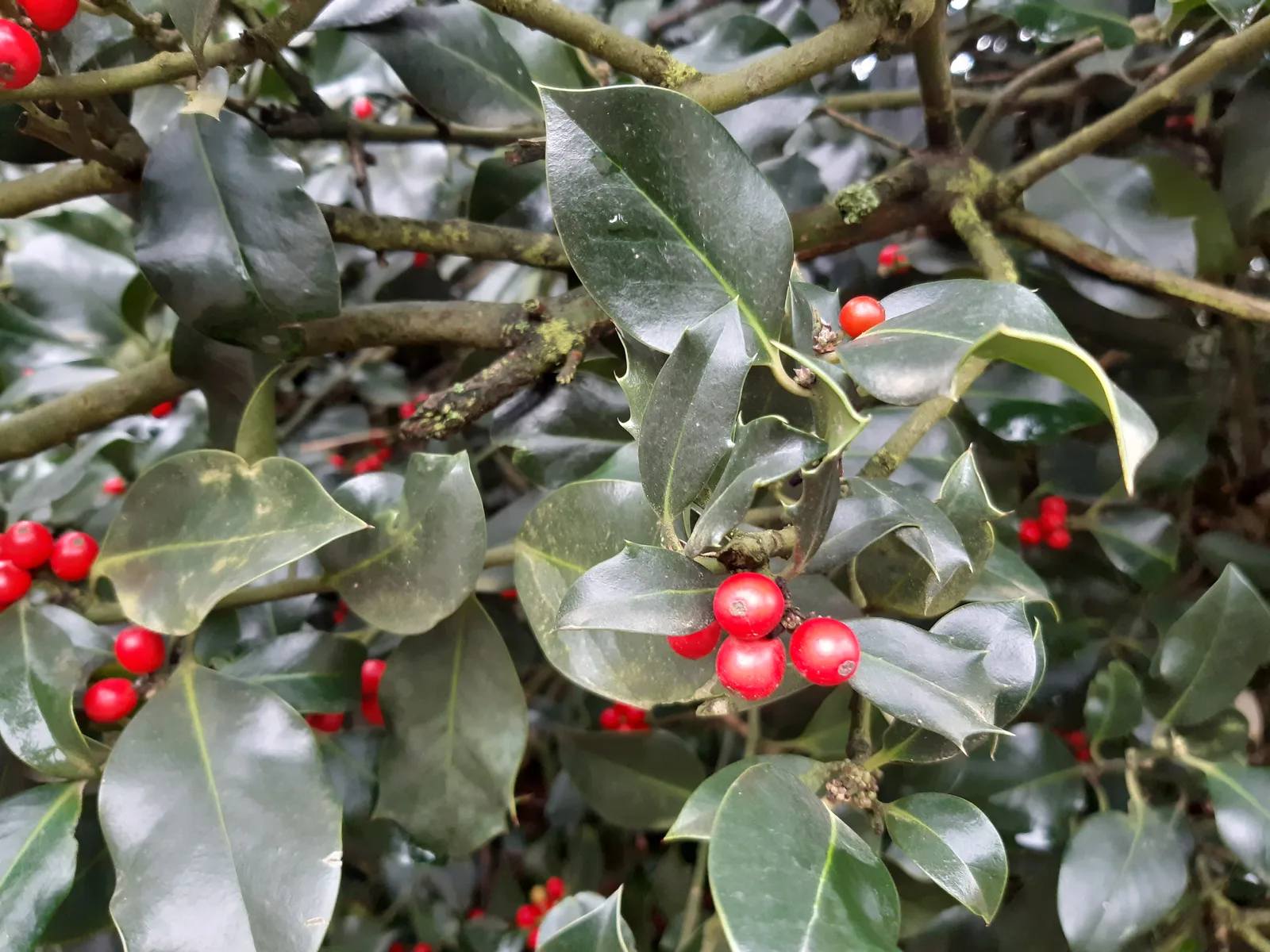 English Holly (Ilex aquifolium)