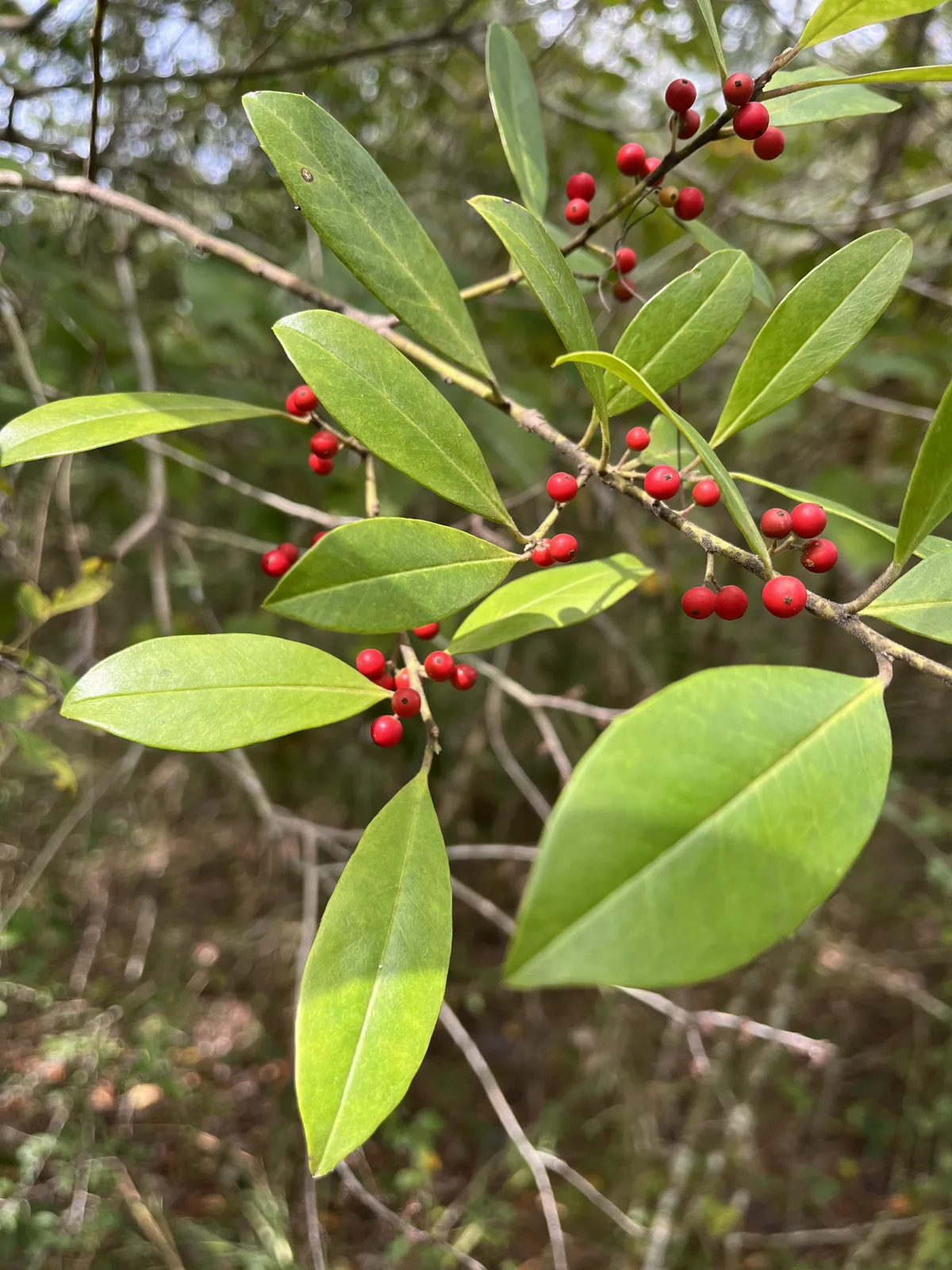 Dahoon Holly (Ilex cassine)