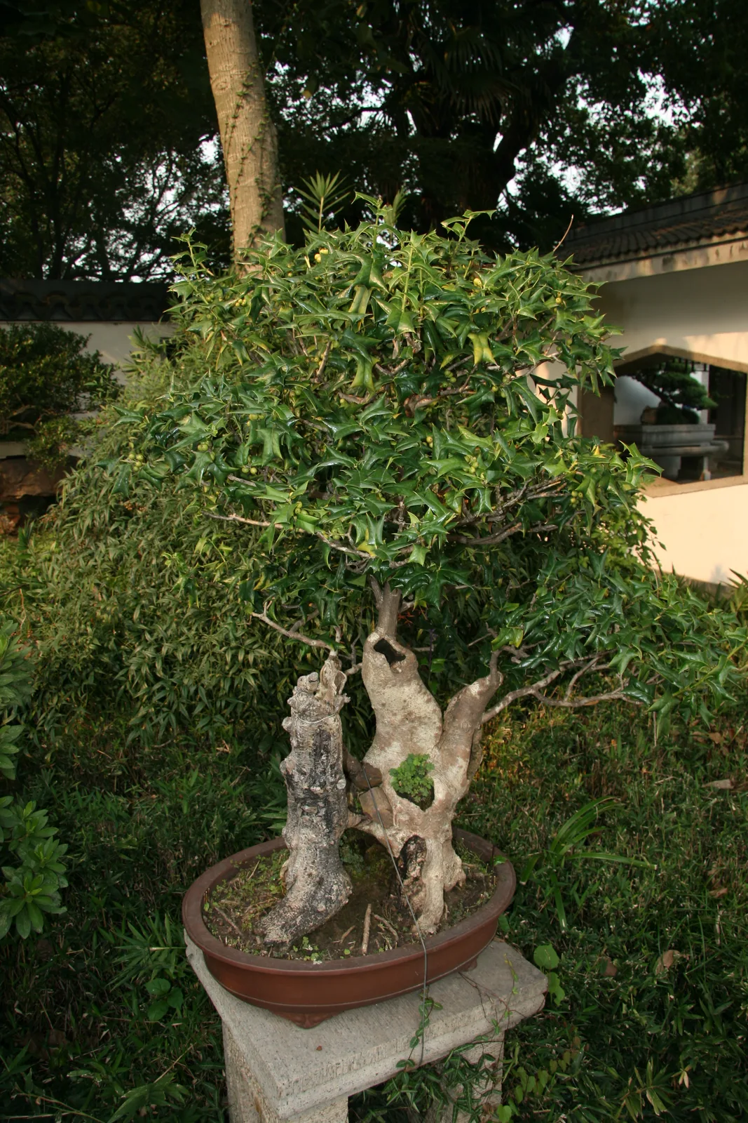 Chinese Holly (Ilex cornuta)