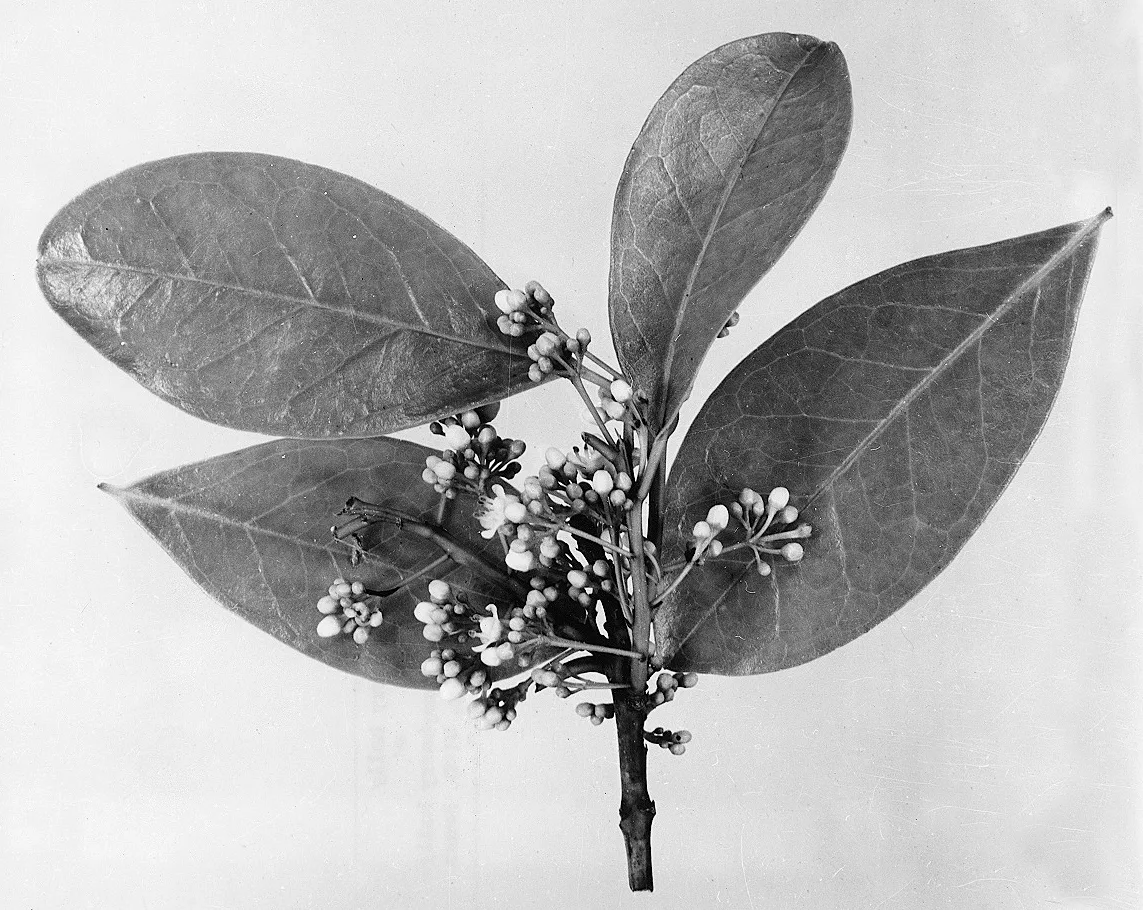 Mountain Holly (Ilex montana)