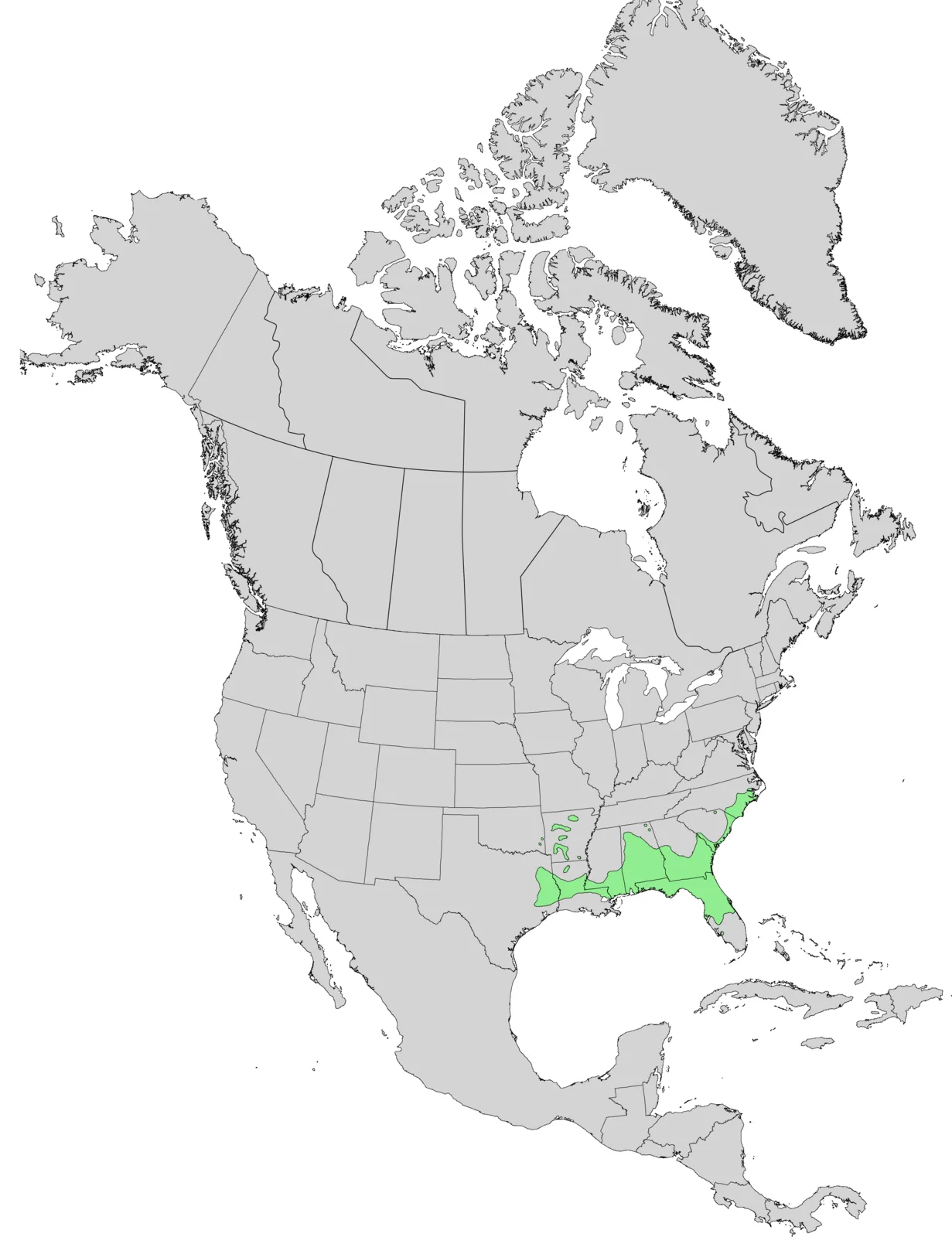 Carolina Holly