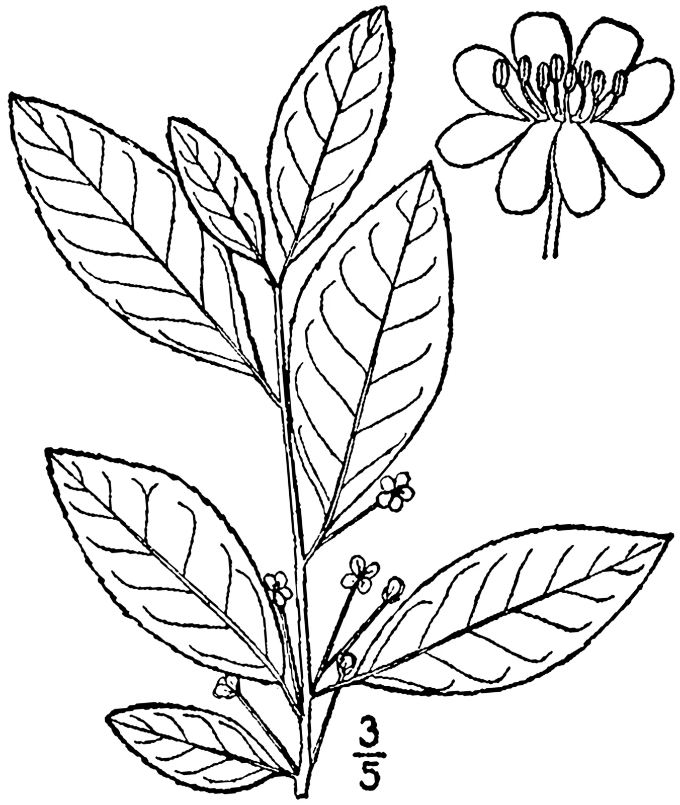 Smooth Winterberry (Ilex laevigata)
