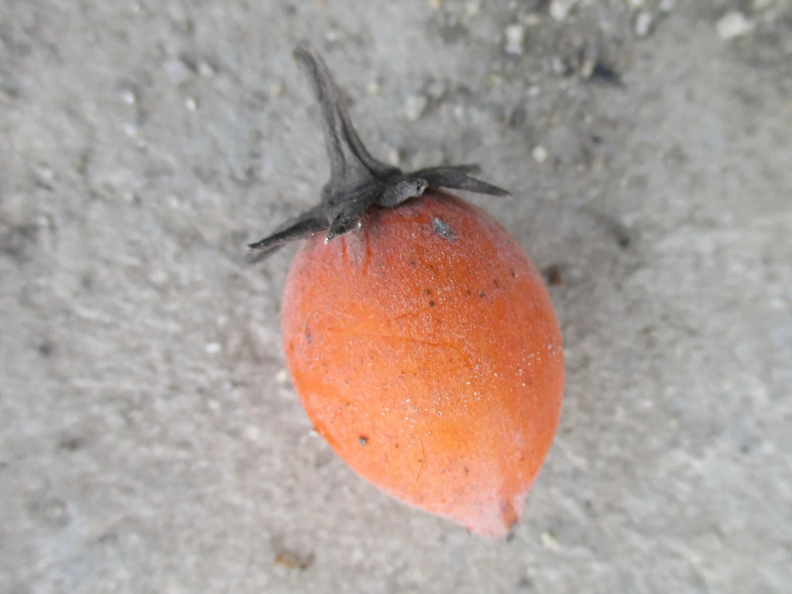Mimusops (Mimusops elengi)