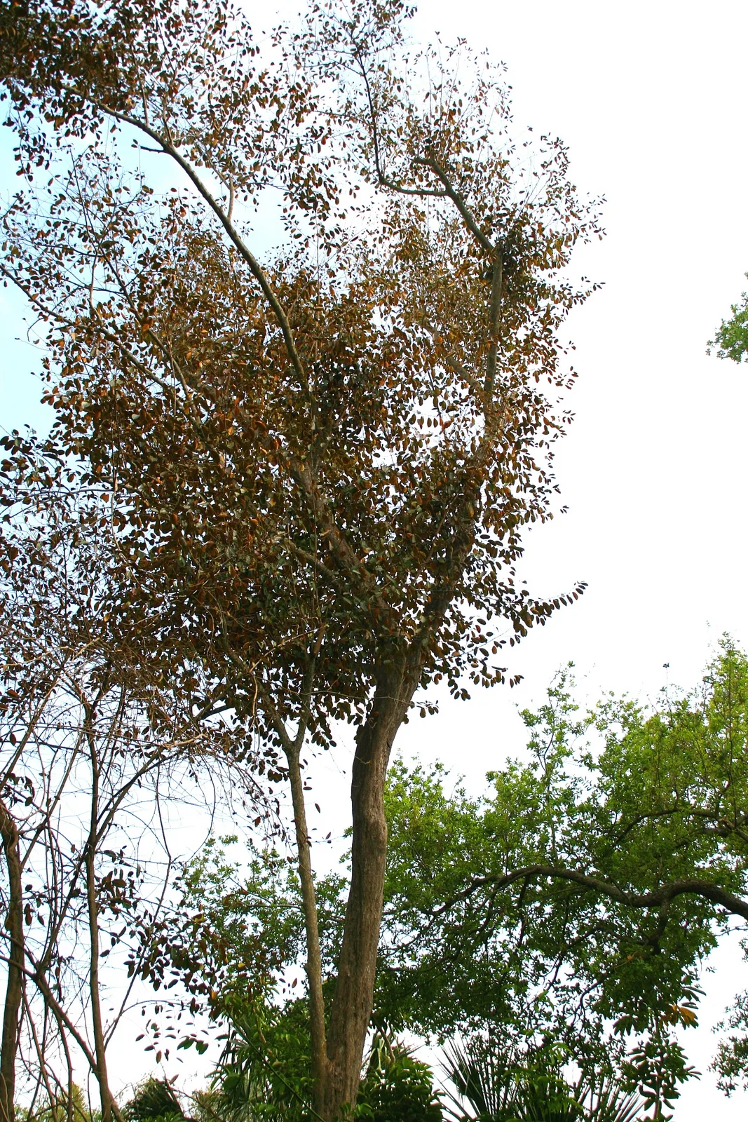 Satinleaf (Chrysophyllum oliviforme)