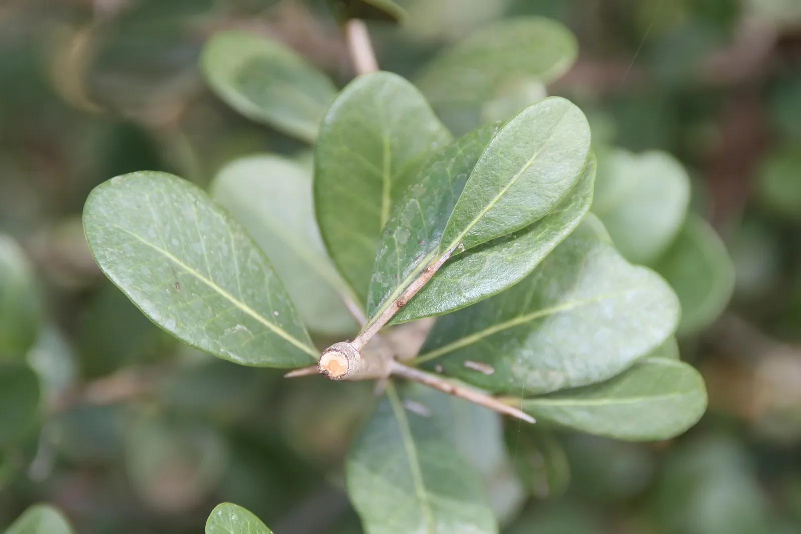 Sideroxylon