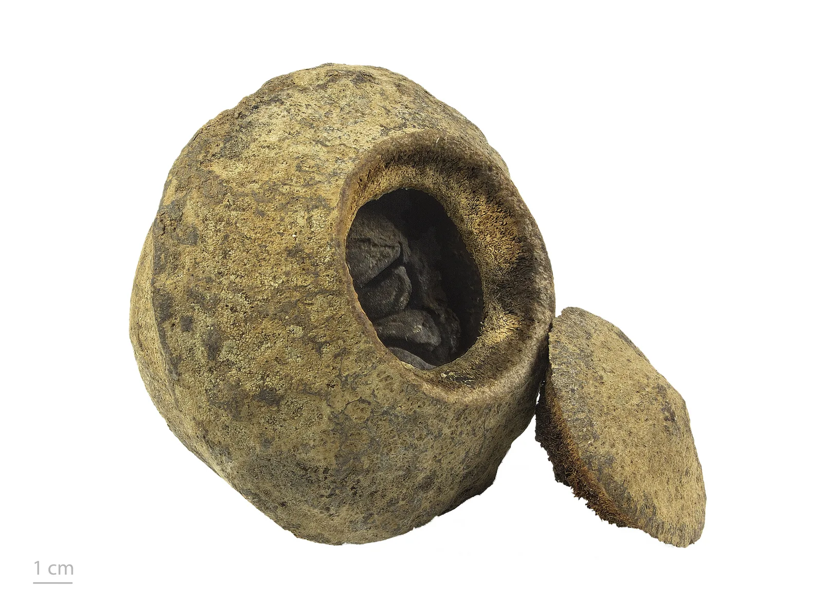 Monkey Pot