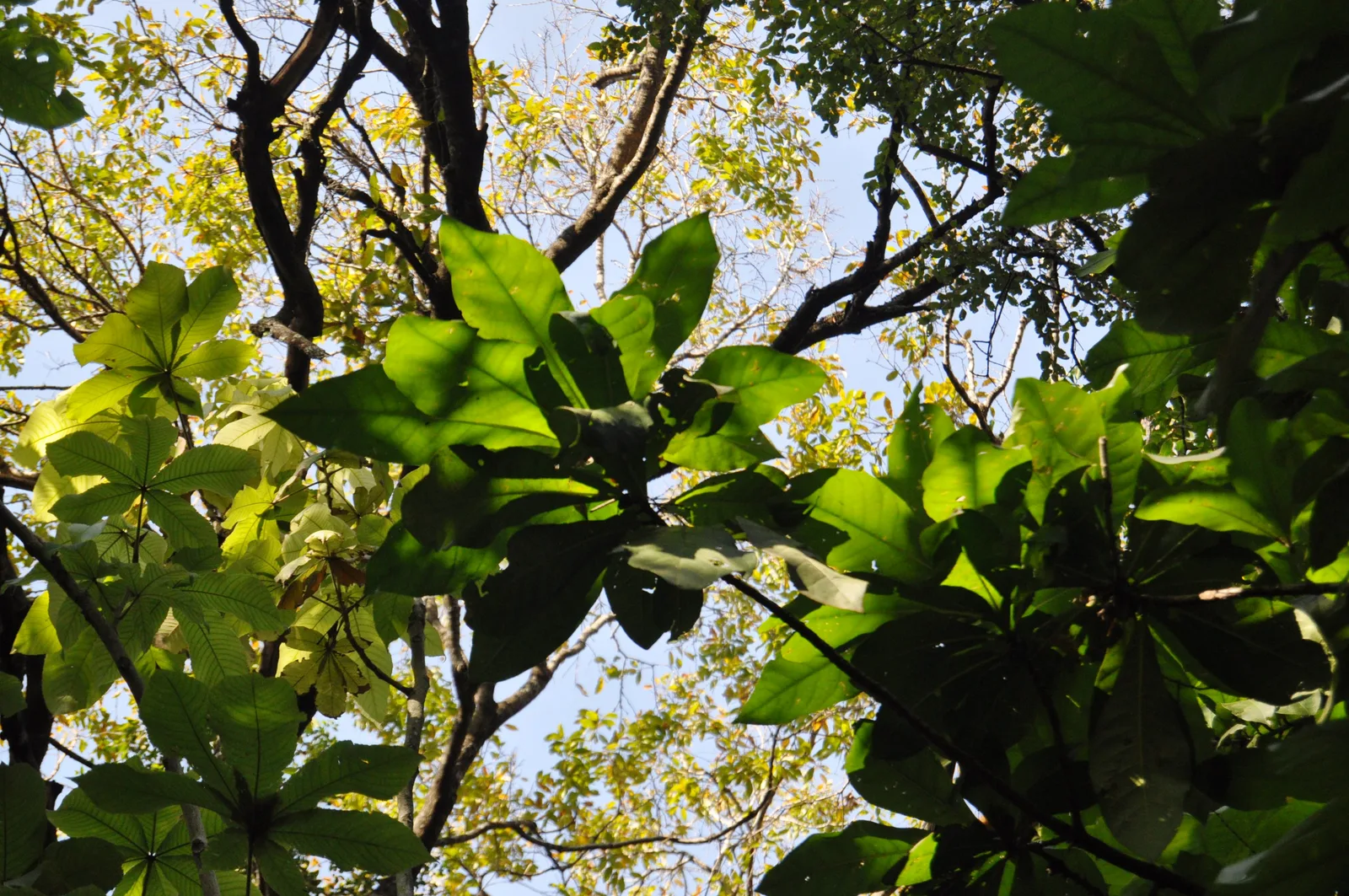 Barringtonia
