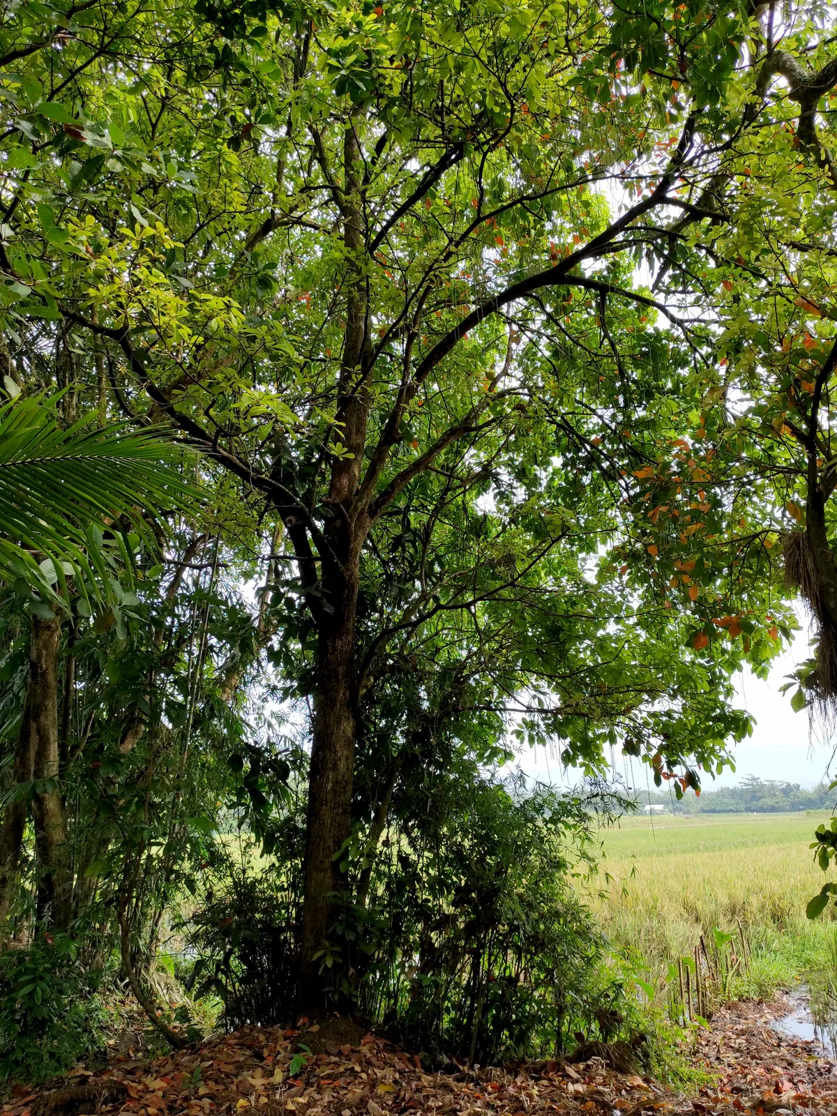 Freshwater Mangrove (Barringtonia acutangula)