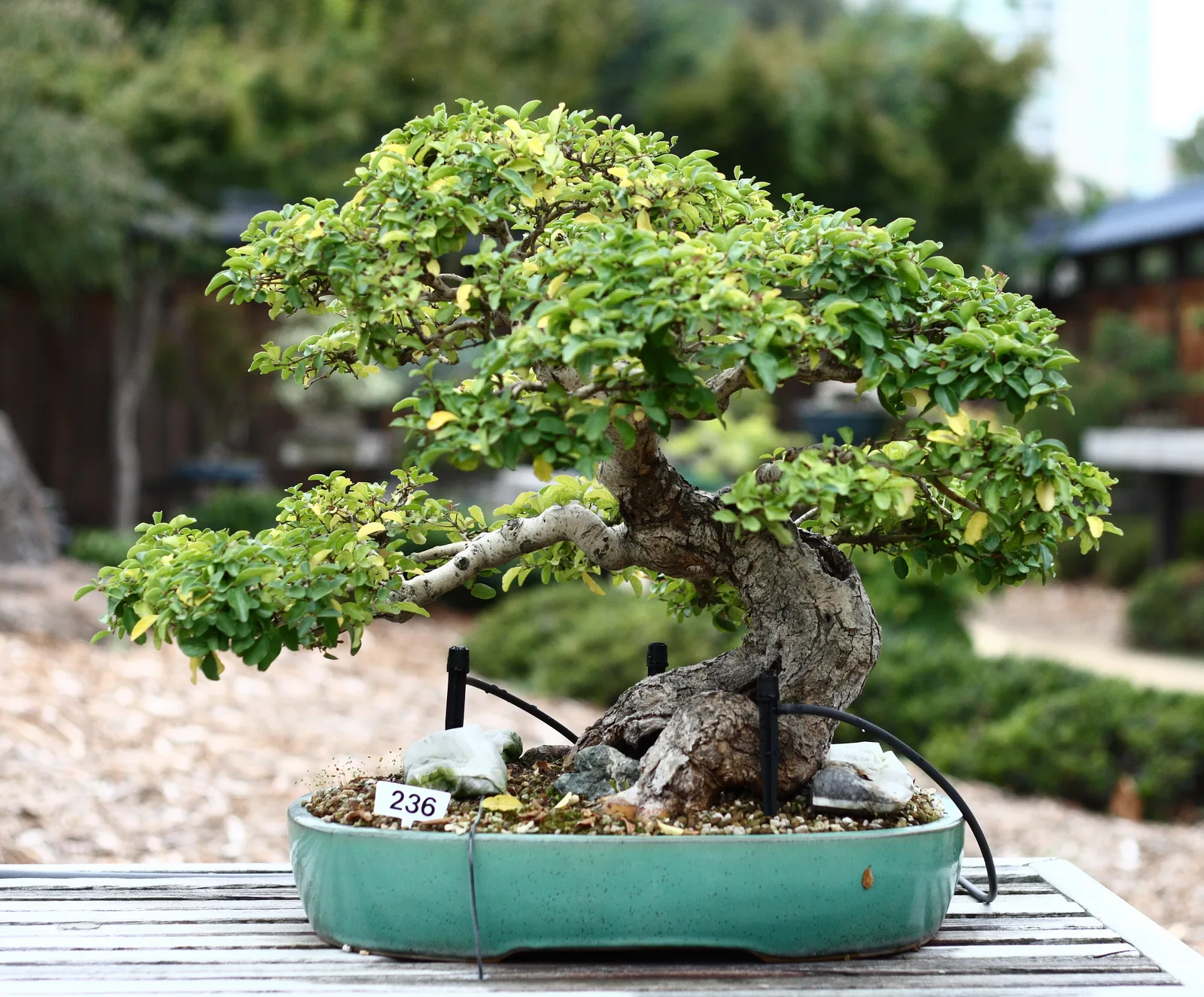 Japanese Privet (Ligustrum japonicum)