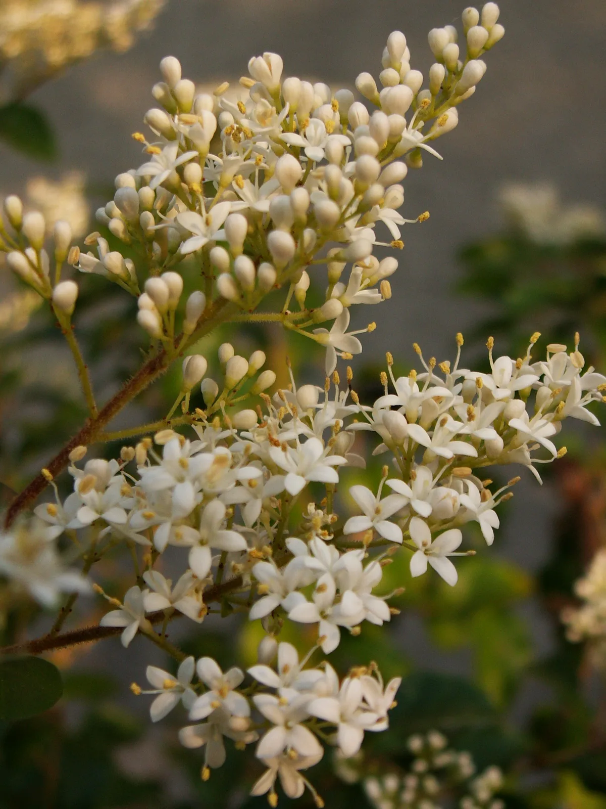Chinese Privet