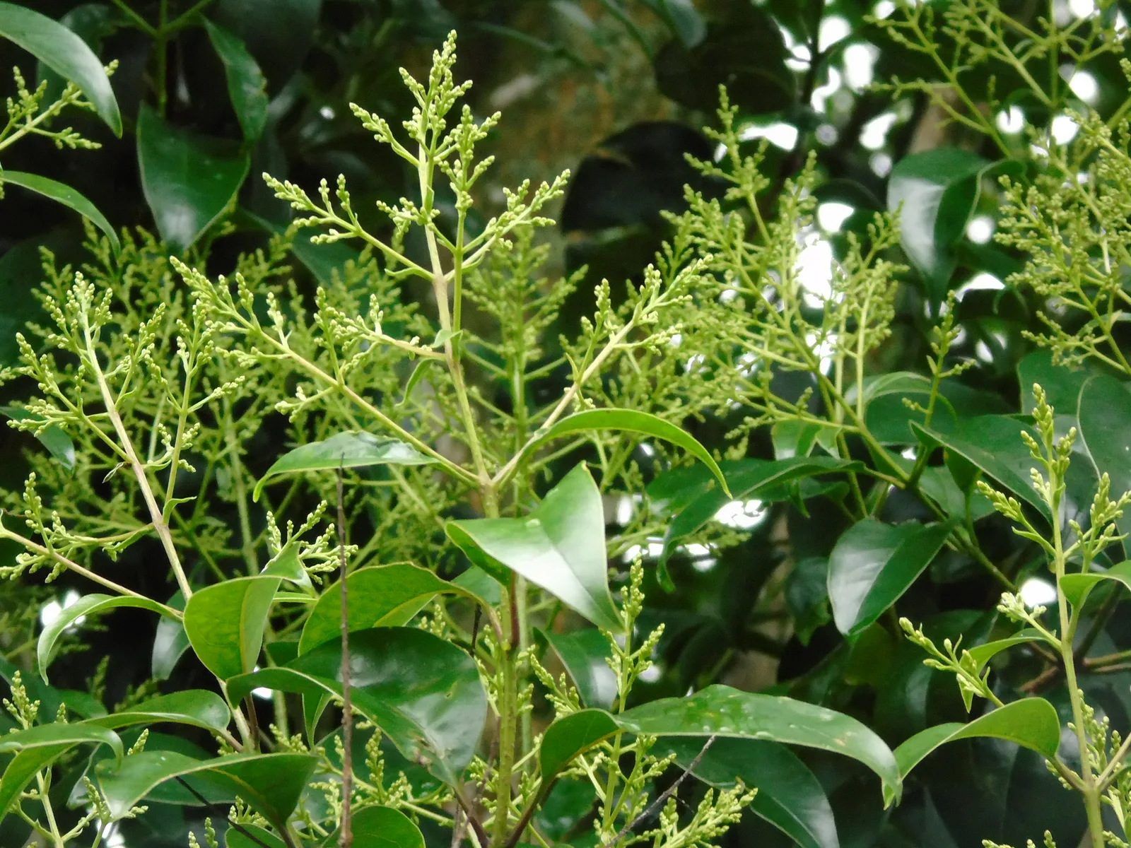 Glossy Privet