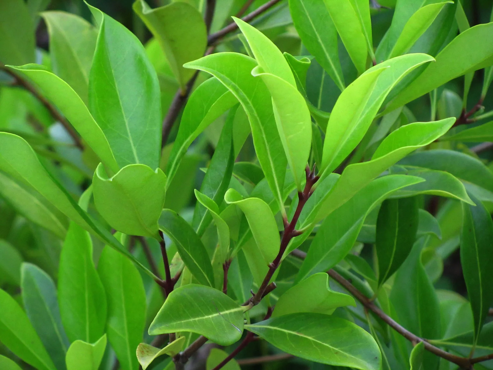 Devilwood (Osmanthus americanus)