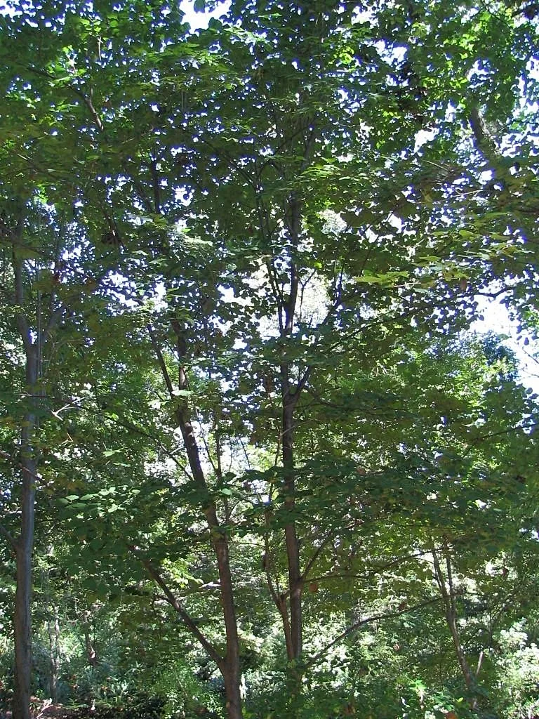 Japanese Tree Lilac (Syringa reticulata)