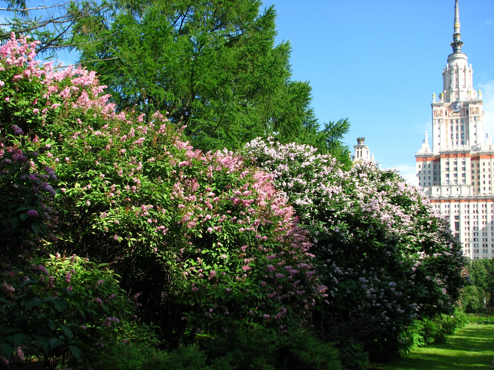 Hungarian Lilac (Syringa josikaea)