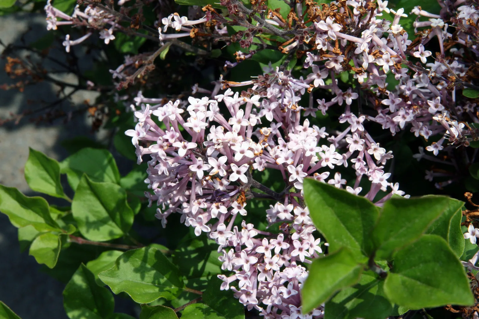 Korean Lilac (Syringa meyeri)