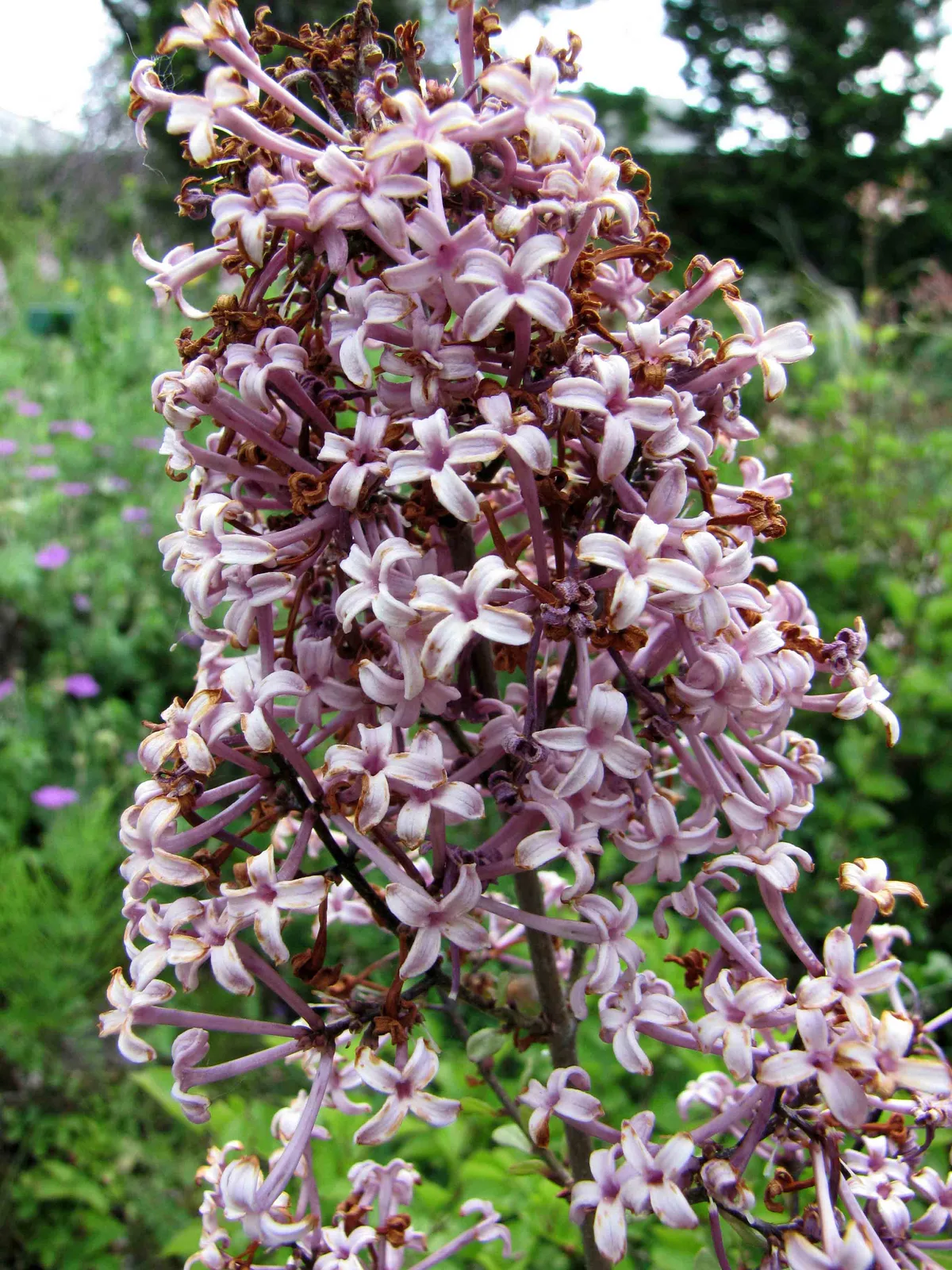 Littleleaf Lilac (Syringa microphylla)