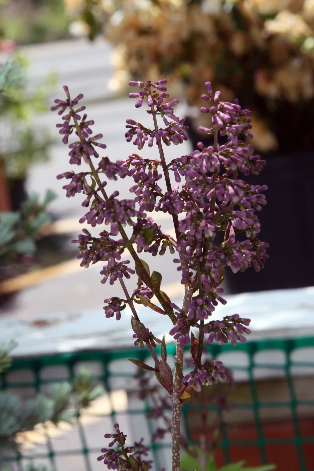 Manchurian Lilac (Syringa patula)