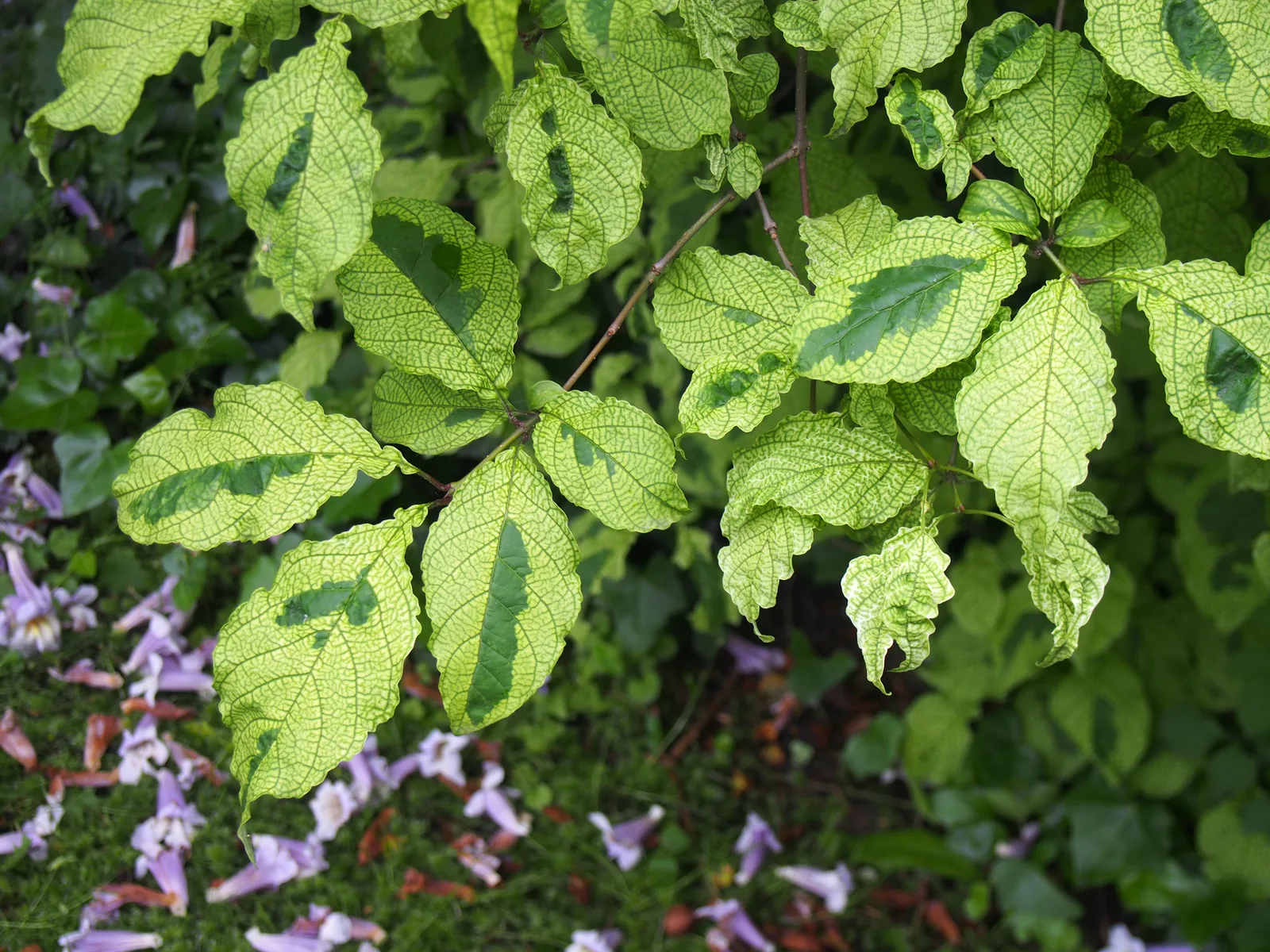 Himalayan Lilac (Syringa emodi)