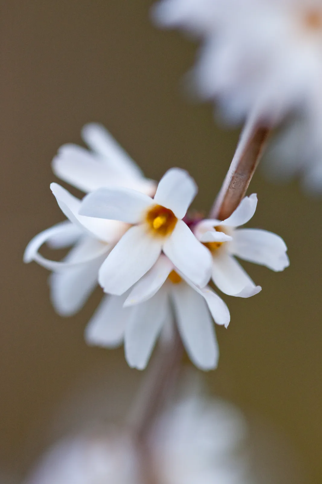 White Forsythia (Abeliophyllum distichum)