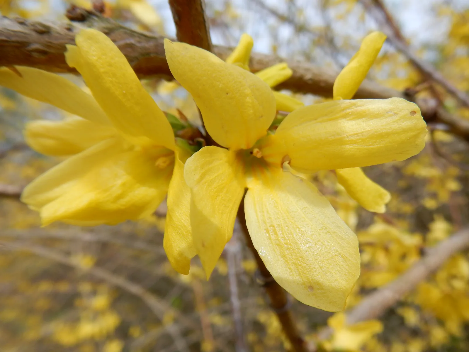 Weeping Forsythia (Forsythia suspensa)