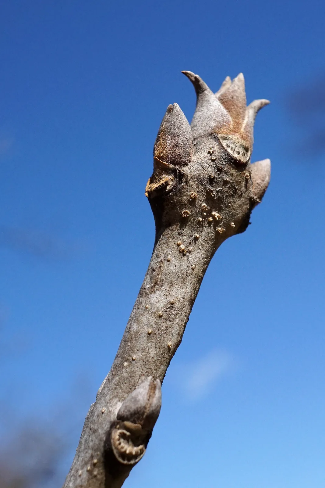 Manchurian Ash (Fraxinus mandshurica)