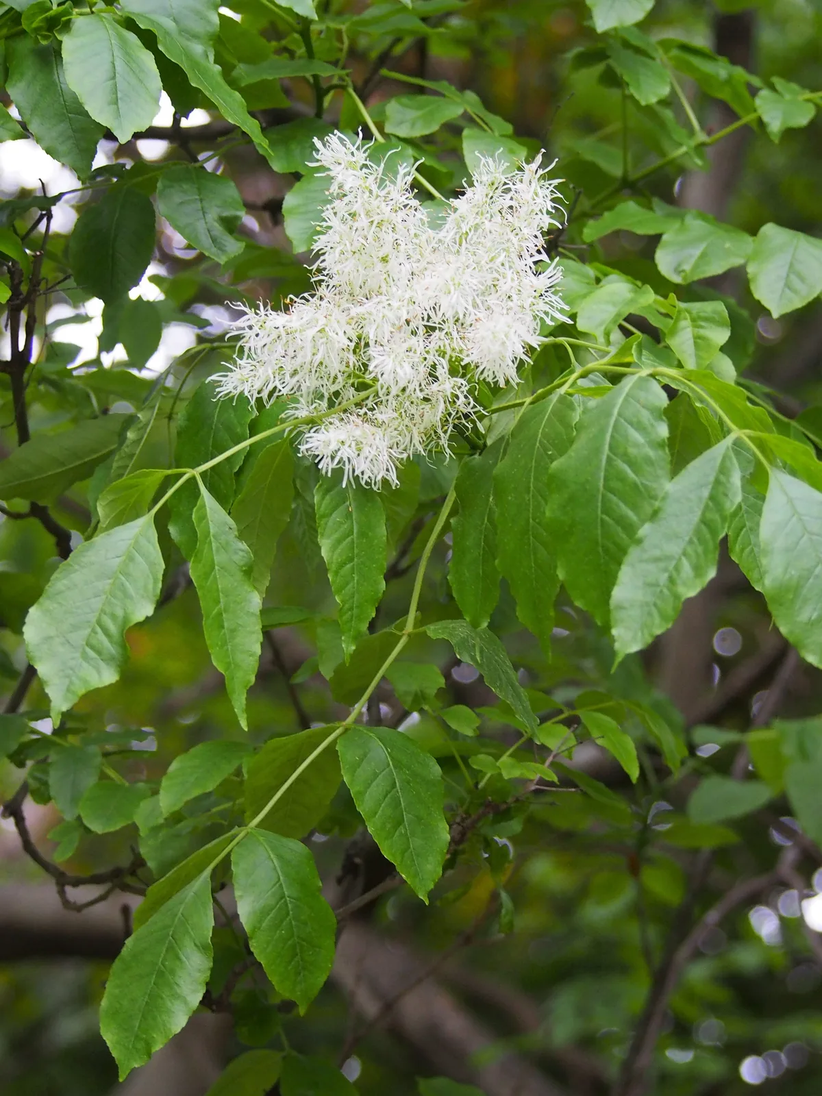 Manna Ash