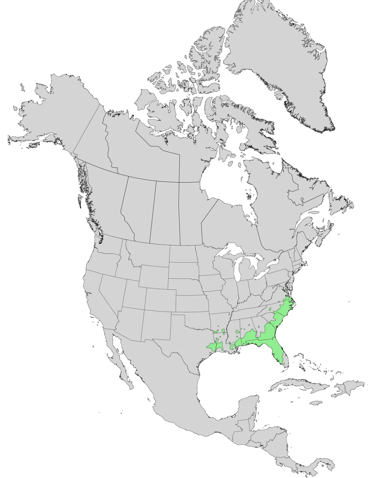 Carolina Ash