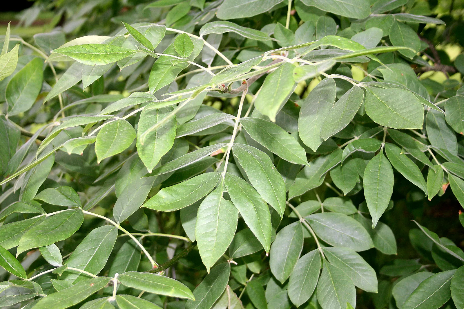 Oregon Ash (Fraxinus latifolia)