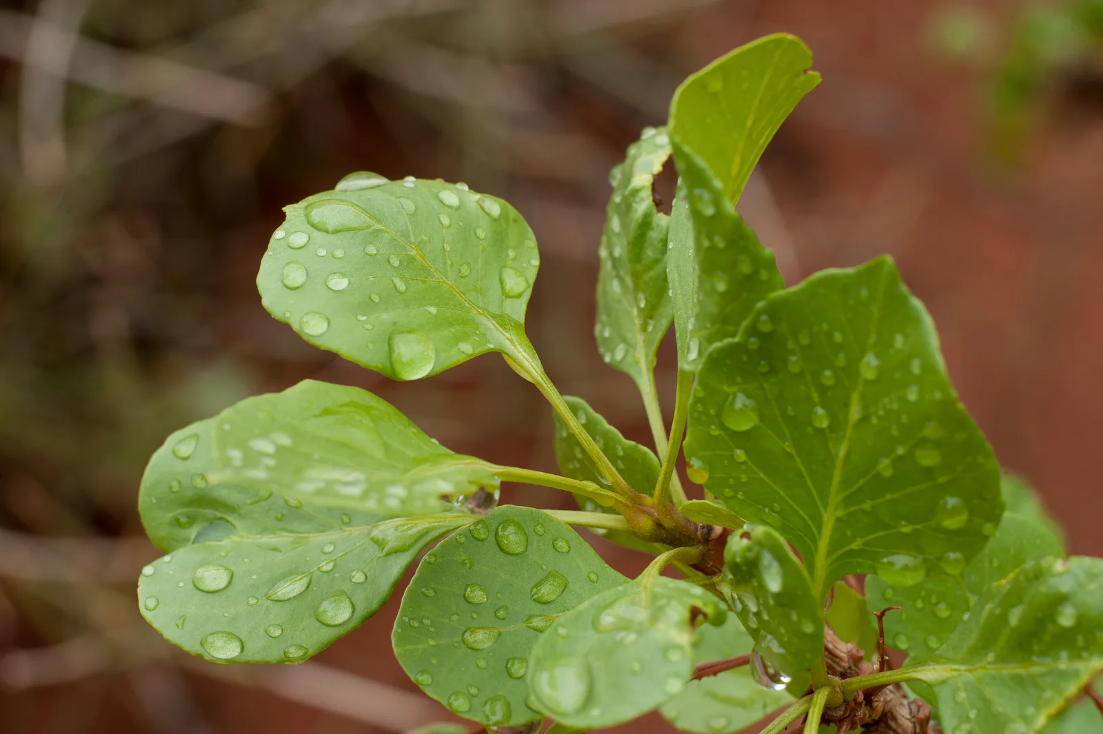 Singleleaf Ash (Fraxinus anomala)