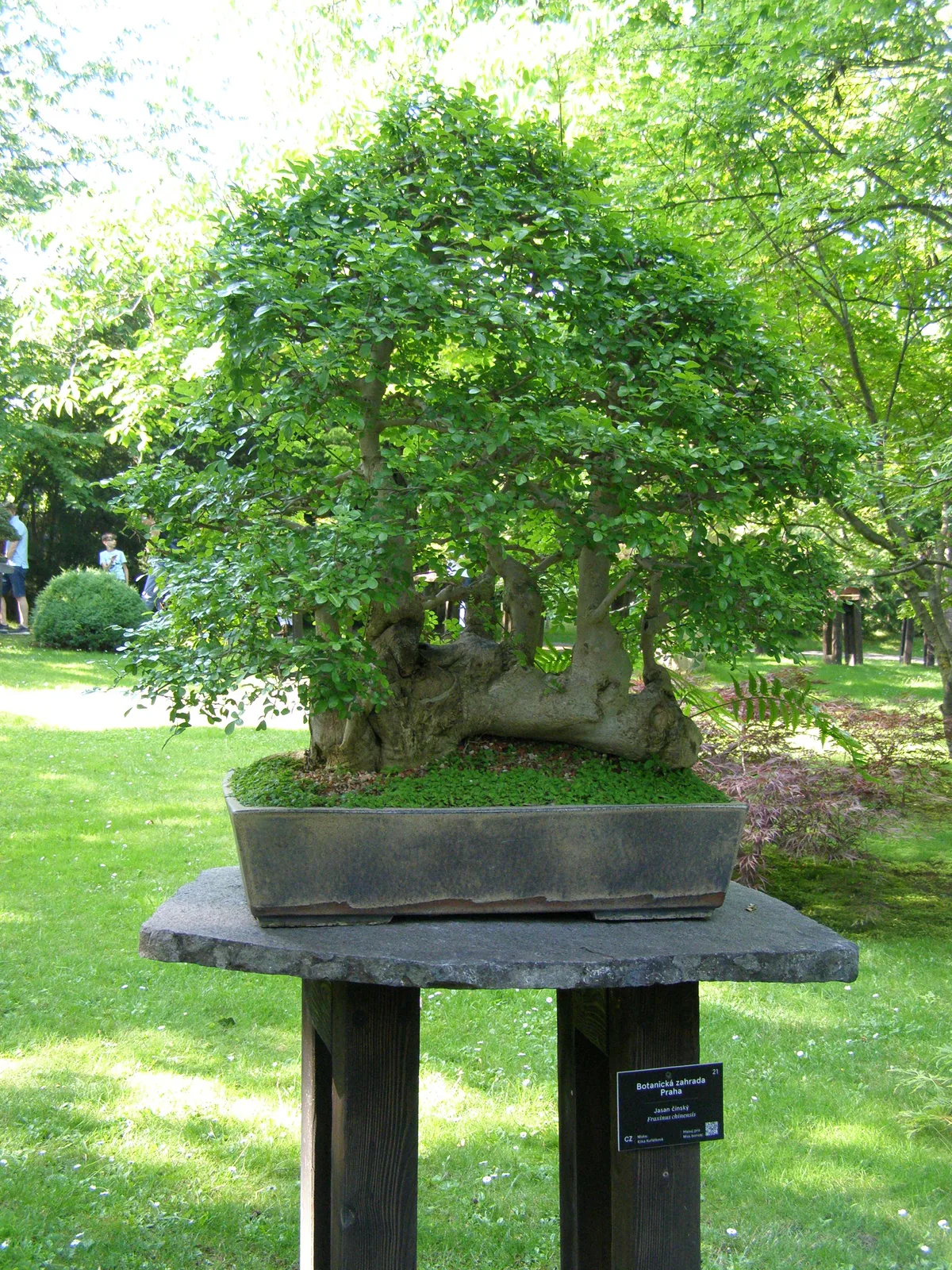 Chinese Ash (Fraxinus chinensis)