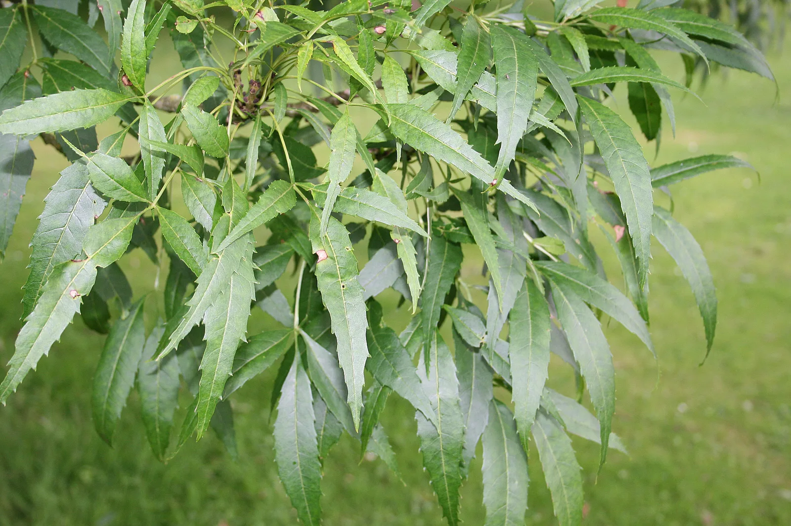 Syrian Ash (Fraxinus syriaca)