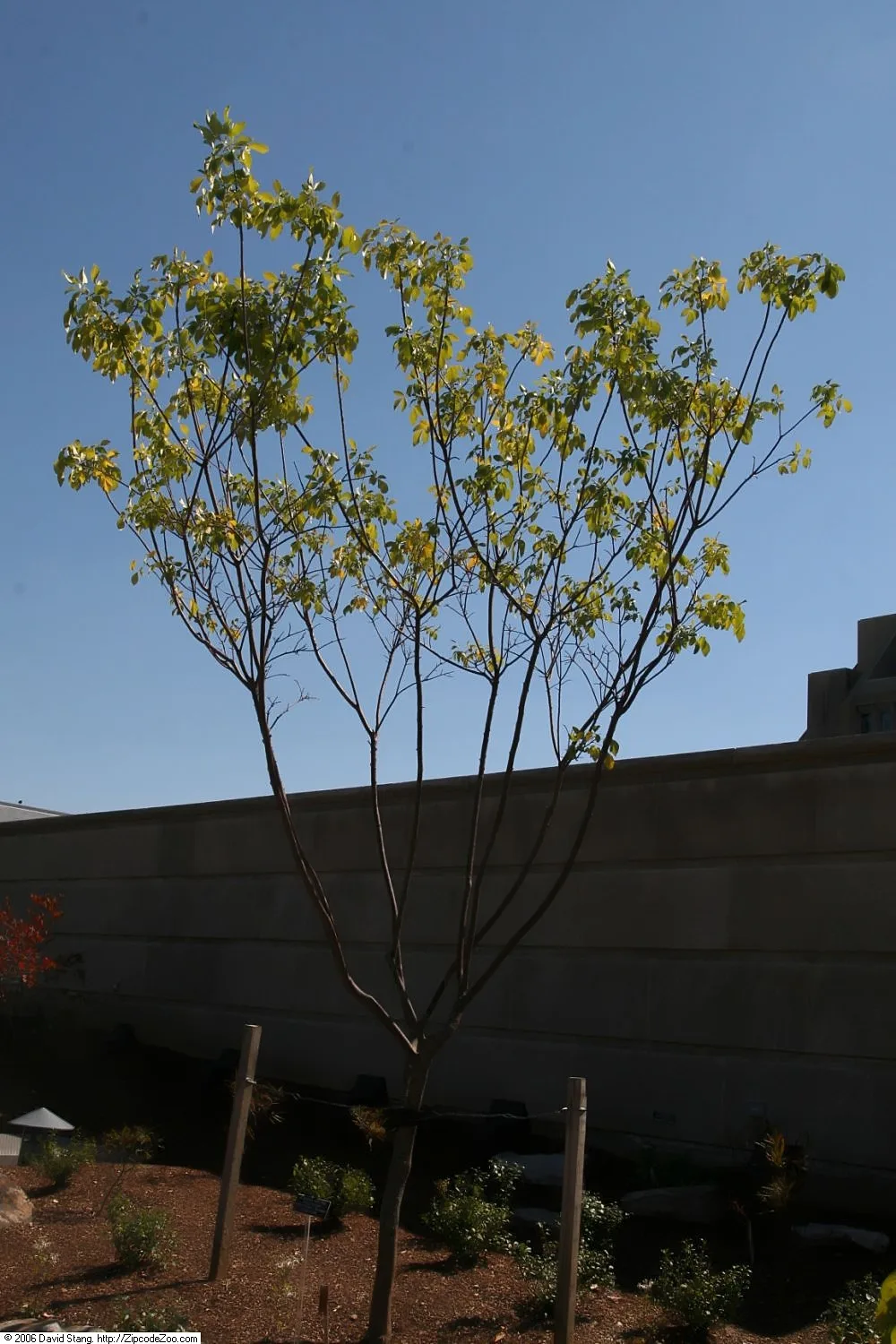 Common Hop Tree (Ptelea trifoliata)