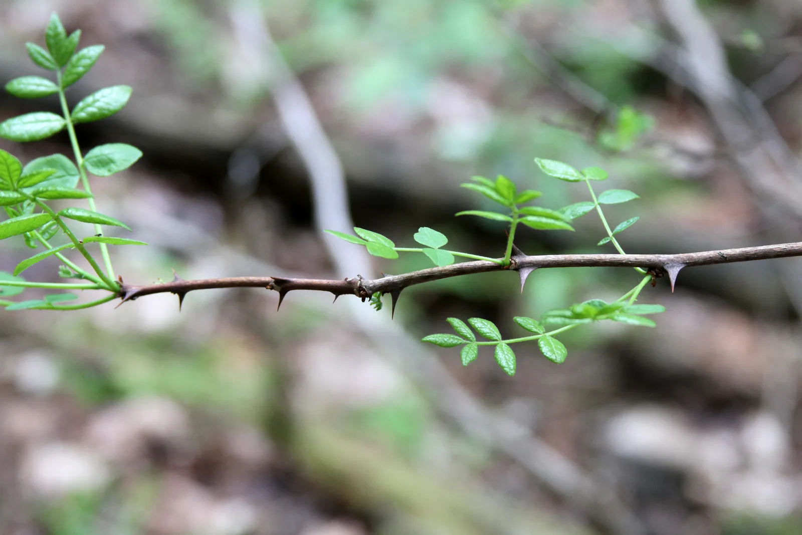 Prickly Ash (Zanthoxylum americanum)